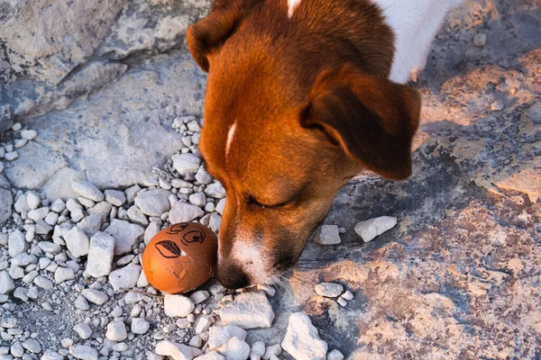 Köpek paskalya yumurtası kokluyor, komik bir an. Korkunç yüzlü kahverengi bir yumurtaya yakın plan. 