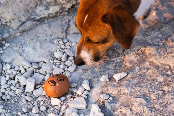 dog sniffing easter egg, funny moment. closeup of a brown egg with a scary face