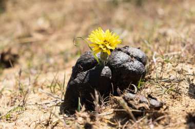 One yellow flower grows in manure. Shit. Feces. Fertilizers. Dirt. 