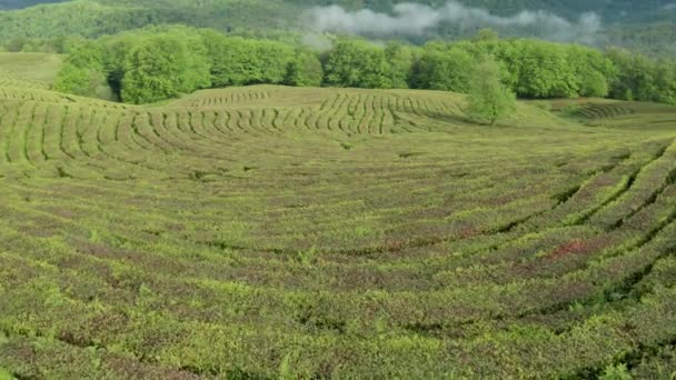 Plantaciones de té. Té verde. Matsesta. Rusia. Vídeo de fotografía aérea. Terraza . — Vídeos de Stock