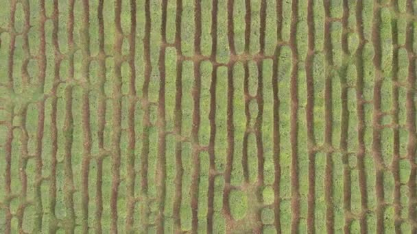 Teplantage. Utsikt uppifrån. Smidiga rader av gröna buskar. Det nordligaste teet. Det är Macesta. Ryssland. — Stockvideo