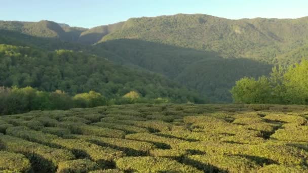 Thee. Plantage. Macesta. Rusland. Luchtopname. Bergen. Avondlicht. Zonsondergang. We gaan verder. Boven de grond. Wilde dieren. Groene bomen. — Stockvideo