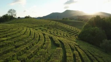 Çay tarlalarının üzerinde gün batımı. Hava videosu. Soçi. Macesta. Dünyanın en kuzeydeki çayı. Çiftlik. 