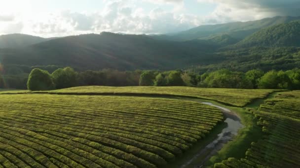 Kuş Bakışı Manzaralı Güzel Çay Tarlaları Hava Videosu Gün Batımı — Stok video