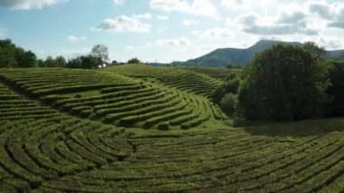 Kuş bakışı manzaralı güzel çay tarlaları. Hava videosu. Gün batımı. Macesta. Soçi. Yüksek dağlar. Yeşil çalıların pürüzsüz sıraları. Yeşil ağaçlar. Güneşin ışınları. 
