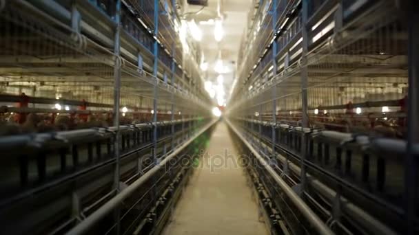Chicken Farm poultry production — Stock Video