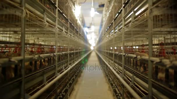 Kip-gevogelte landbouwproductie — Stockvideo