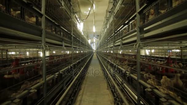 Chicken Farm poultry production — Stock Video