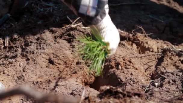 Człowiek drzewo kiełkowy ze specjalnym wyposażeniem do sadzenia — Wideo stockowe