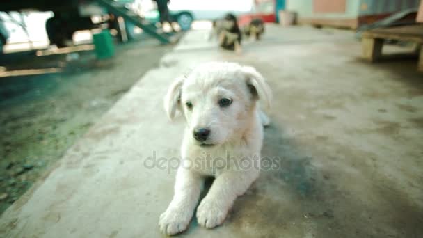 Küçük arborennly köpek kırılmamış puppie beyaz — Stok video