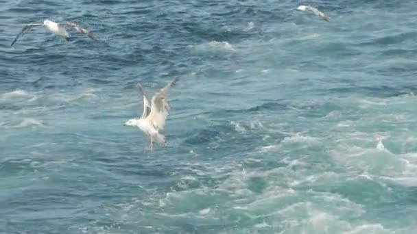 Seagull flying over sea in slow motion — Stock Video