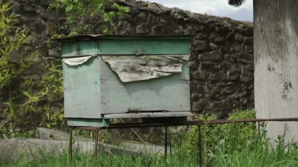 Pszczoły i wyjdzie w ulu — Wideo stockowe