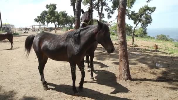 Cavalos castanhos em pé contra árvores e mar — Vídeo de Stock