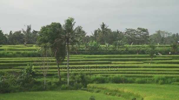 Paisaje de un hermoso campo verde con arroz Indonesia Bali — Vídeos de Stock