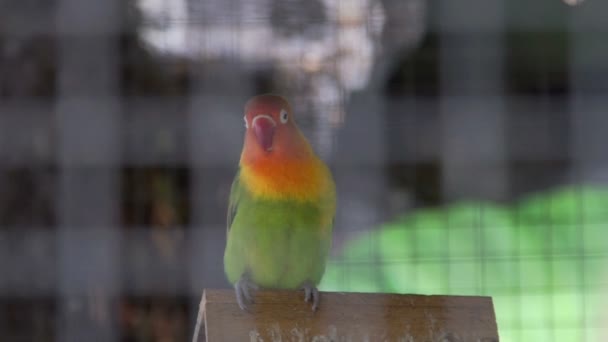 Siedzi w klatce papugi — Wideo stockowe