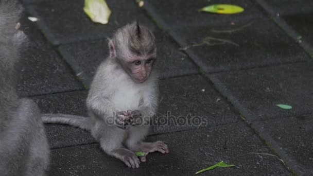 小猿子供の床に座って、モンキー フォレスト バリ インドネシアで食べる — ストック動画