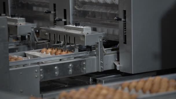 Jaja automatycznego sortowania w fabryce — Wideo stockowe