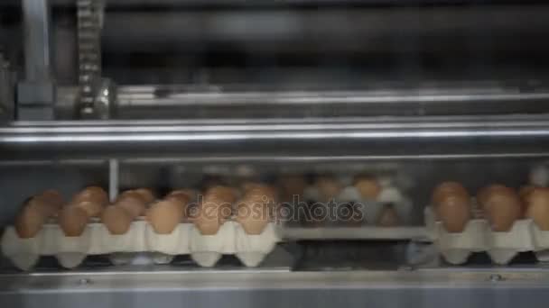 Selezione automatica delle uova in fabbrica — Video Stock