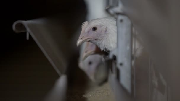 Alimento para comer pollo en fábrica — Vídeo de stock