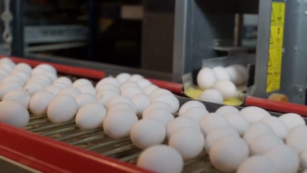 Eggs moving on the conveyer in factory — Stock Video