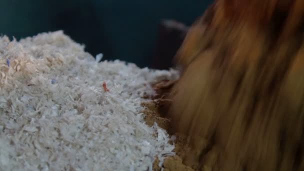 Blanda sand, kakel färg och plast för plast produktion — Stockvideo