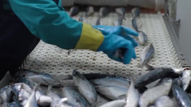 Los peces congelados están siendo limpiados por el personal de fábrica. El mecanismo de transporte es la reubicación de pescado para su transformación . — Vídeo de stock