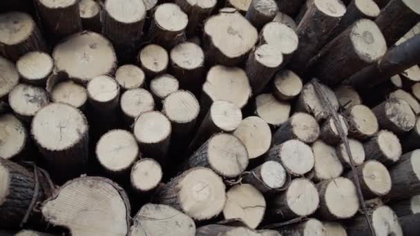 Freshly cut tree wooden logs piled up. Wood storage for industry. Felled tree trunks. Panorama of firewood cut tree trunk logs stacked prepared. Deforestation for Industrial production. — Stock Video