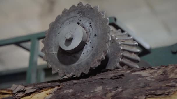 Lavorazione di tronchi di legno rotondo per la costruzione di case in legno. Rimuovere la corteccia dai registri utilizzando una macchina. Schema dei registri. Fabbrica di lavorazione del legno . — Video Stock