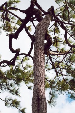 Doğa Ormanı, yaz aylarında gökyüzü arka planı, tatil tatili ve doğal çevre parkına seyahat.