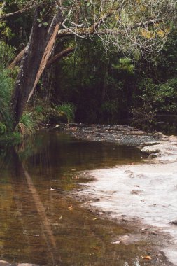 Doğa Ormanı, yaz aylarında gökyüzü arka planı, tatil tatili ve doğal çevre parkına seyahat.