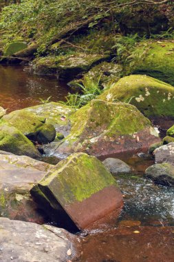 Yazın vahşi doğada yaprak ağacı mavi gökyüzü arka planı, tatil tatili ve doğal çevre parkına seyahat.