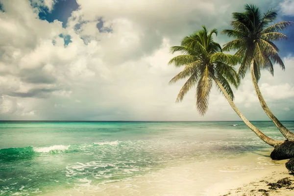 Strand met kokospalmen — Stockfoto
