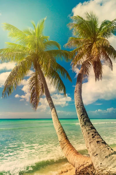 Strand met kokospalmen — Stockfoto