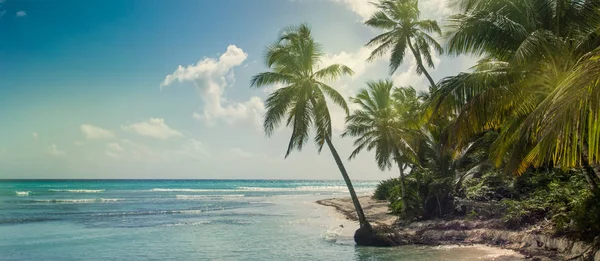 Strand met kokospalmen — Stockfoto