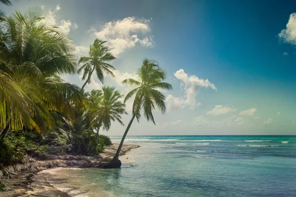 Spiaggia con palme da cocco — Foto Stock