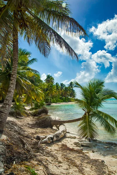 Strand met kokospalmen — Stockfoto