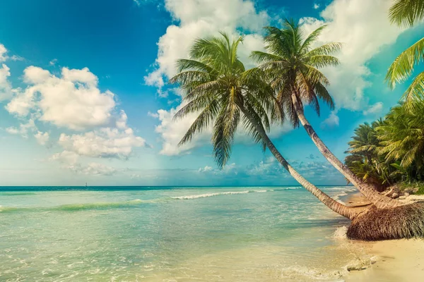 Strand mit Kokospalmen, unbewohnte tropische Insel — Stockfoto