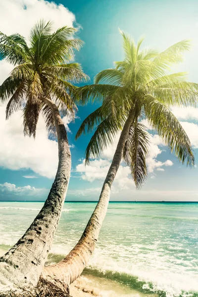 Strand met coconut palm, onbewoond tropisch eiland — Stockfoto