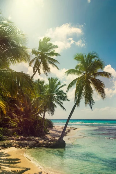 Strand mit Kokospalmen, unbewohnte tropische Insel — Stockfoto