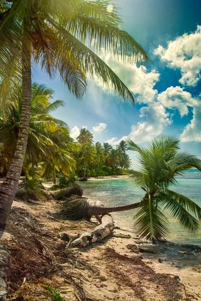 Strand mit Kokospalmen, unbewohnte tropische Insel — Stockfoto