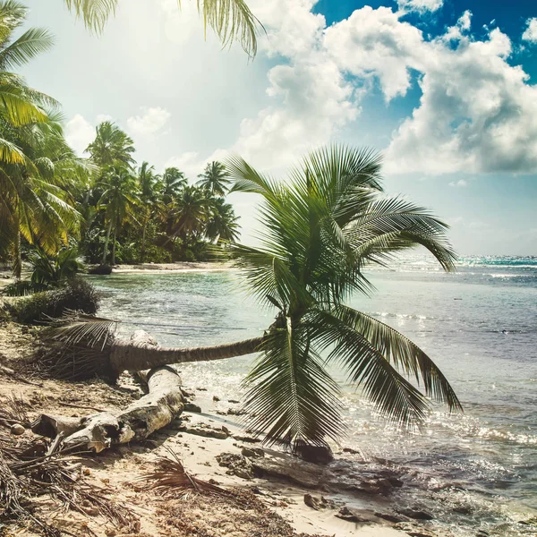 Strand med kokospalmer – stockfoto