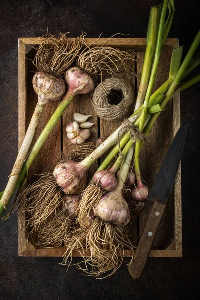 Verse biologische knoflook bollen op houten dienblad — Stockfoto