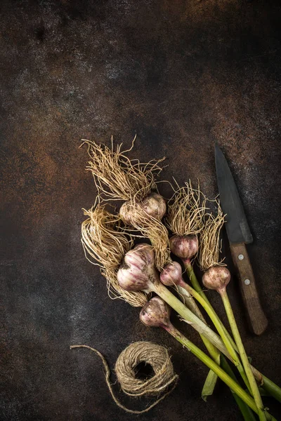 신선한 유기농 마늘의 무리 — 스톡 사진
