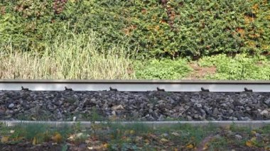 Hareketli tren ve demiryolu closeup