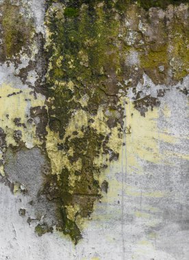 duvarda moss