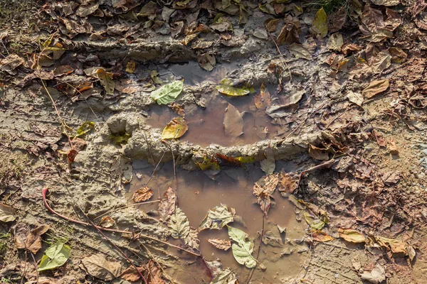 Charco de otoño con hojas — Foto de Stock