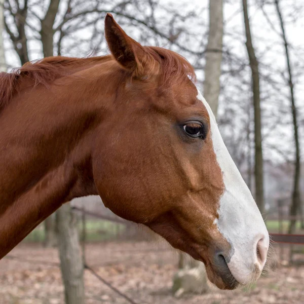 Fechar na cabeça do cavalo contra fundo desfocado — Fotografia de Stock
