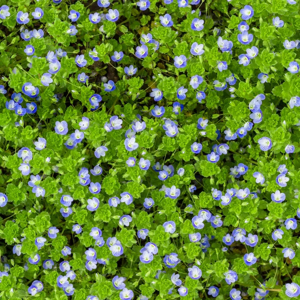 Modèle de fleurs Veronica — Photo