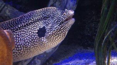 Sualtı petek Müren balığı yakın çekim 