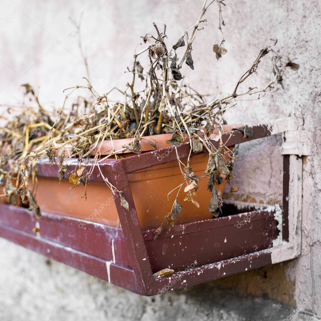 Dead wilted flowers in pots. Shallow dof.